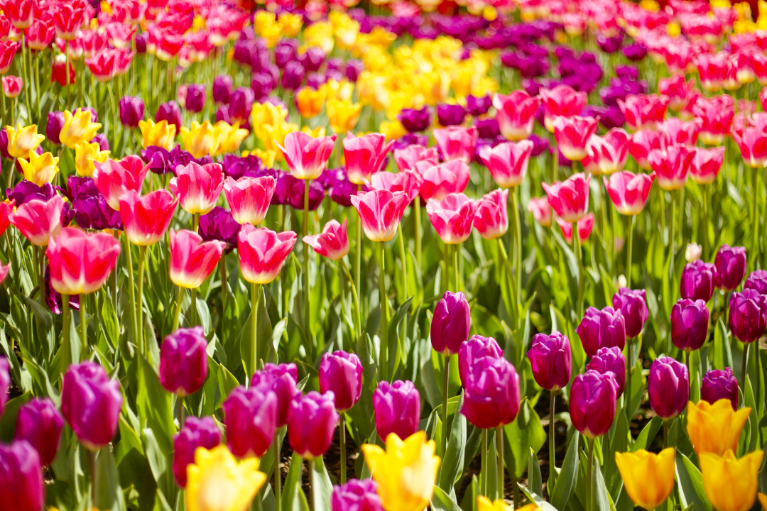 Flower Field