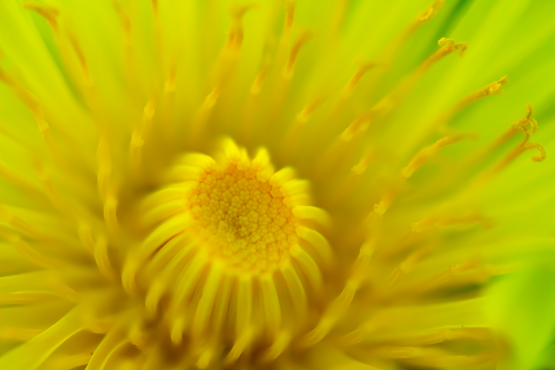 Yellow Flower