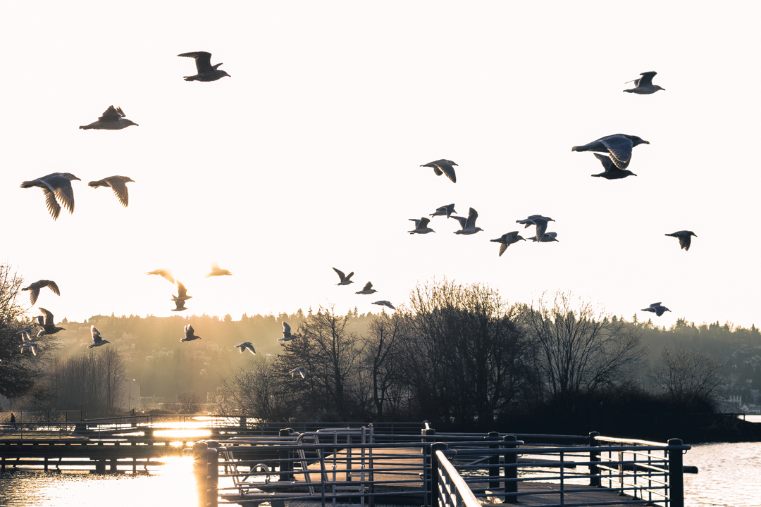 Photography - Birds