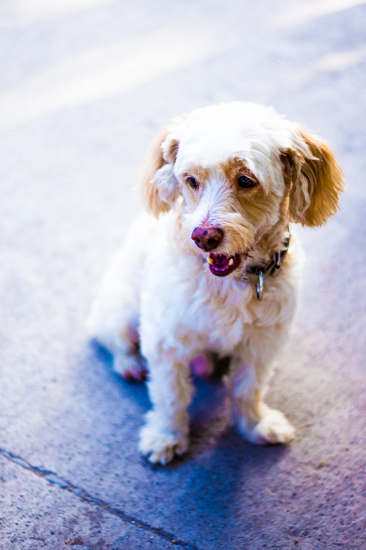 Photography - Dog 2