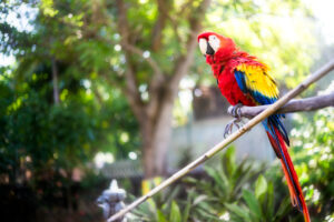 Photography - Macaw
