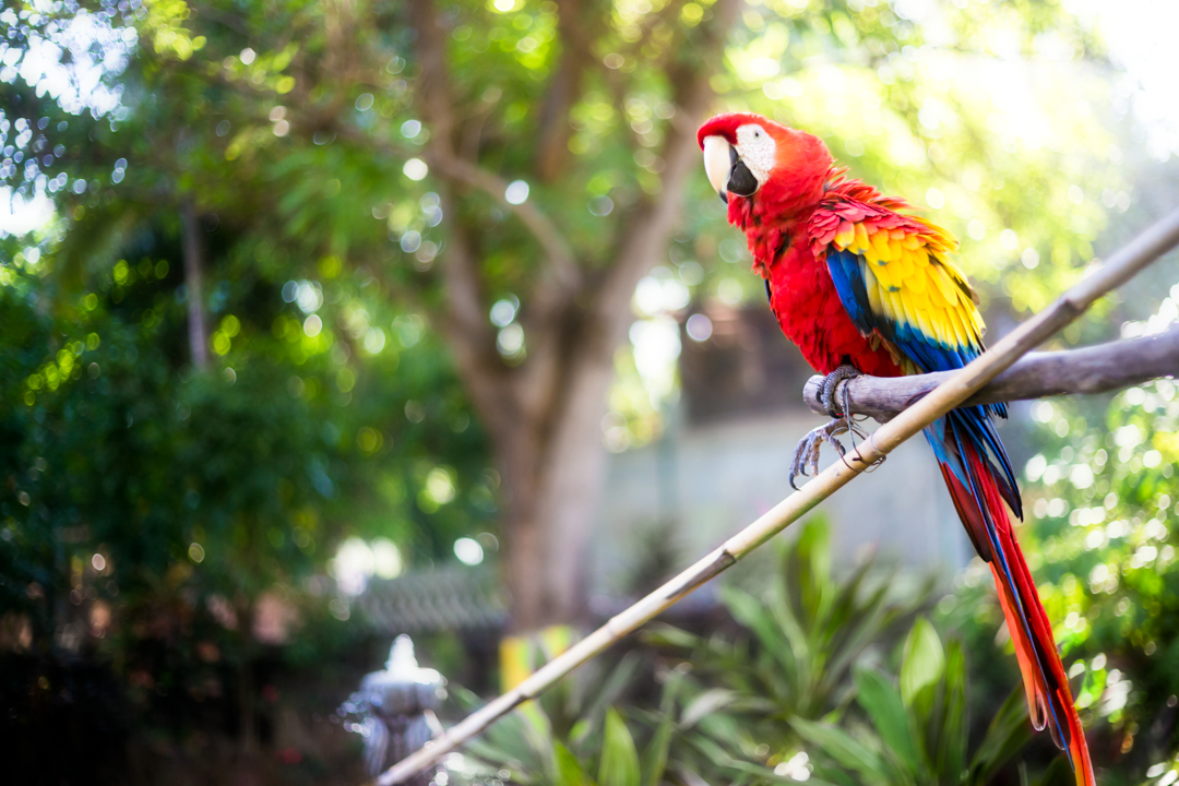 Photography - Macaw